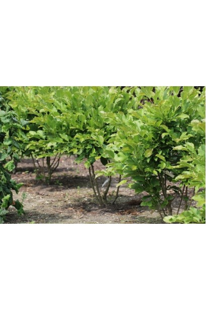 Кущі магнолії Wildcat із зеленими листям та розгалуженими гілками.